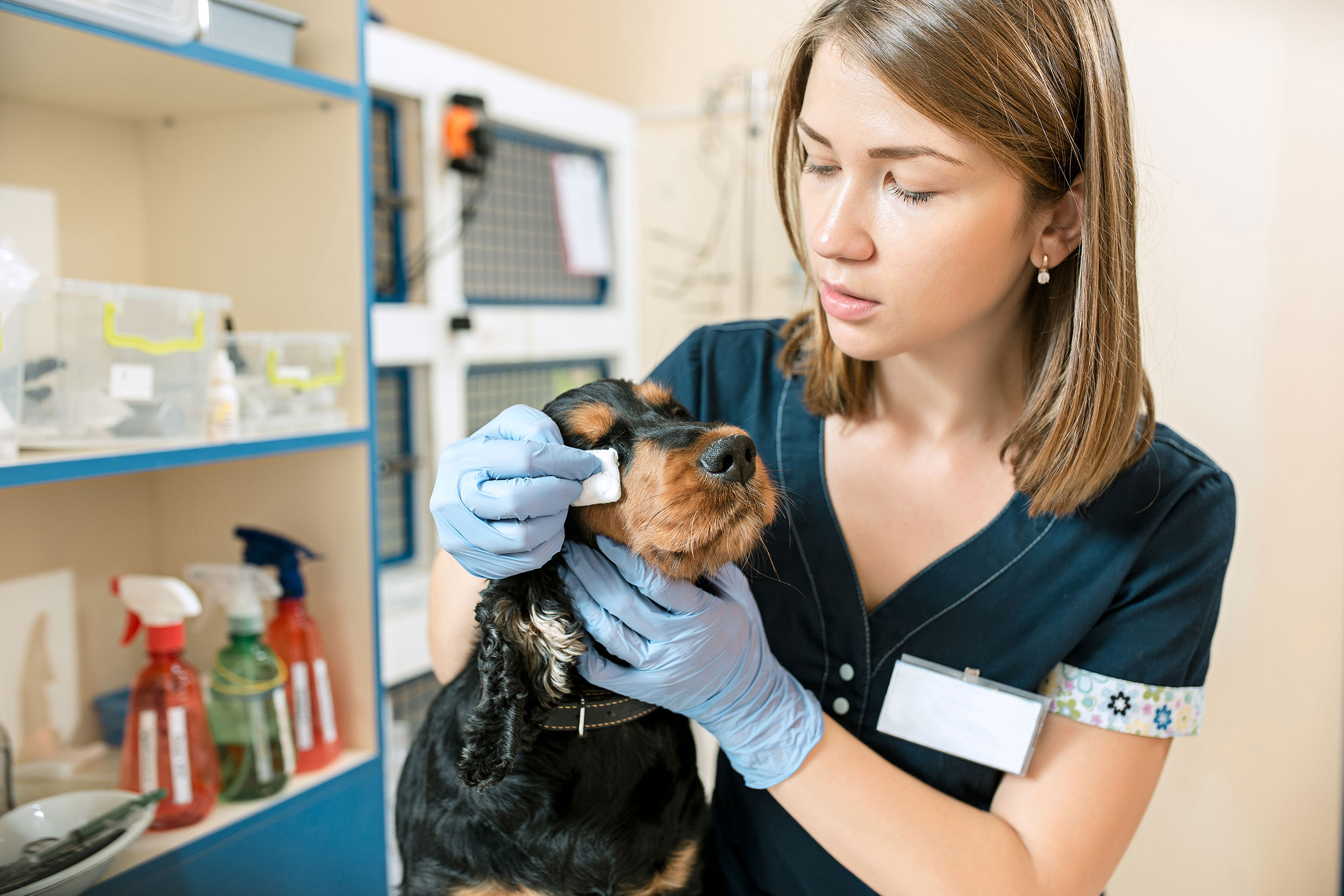Person Giving Dog Exam