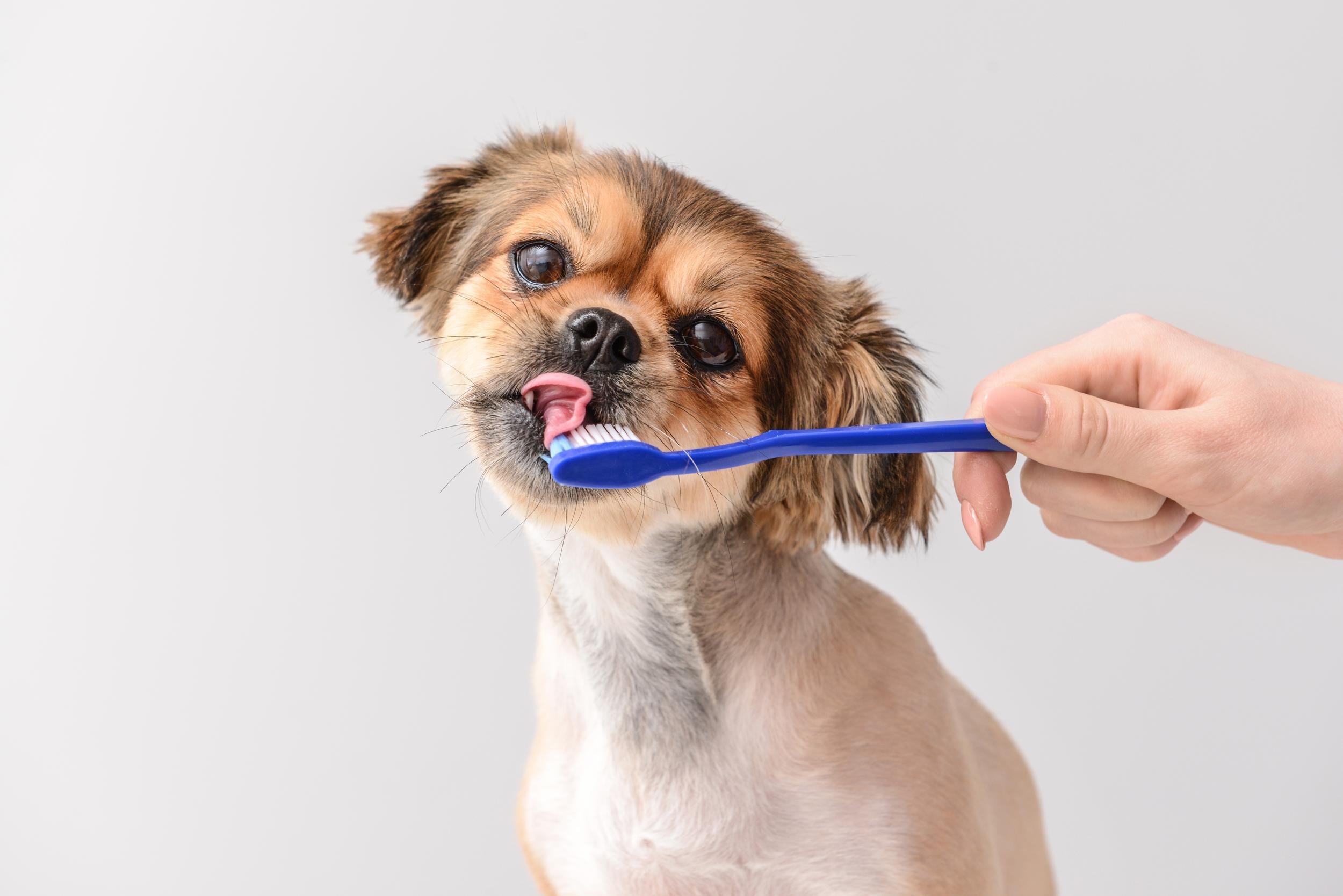 Small Dog Licking Toothbrush