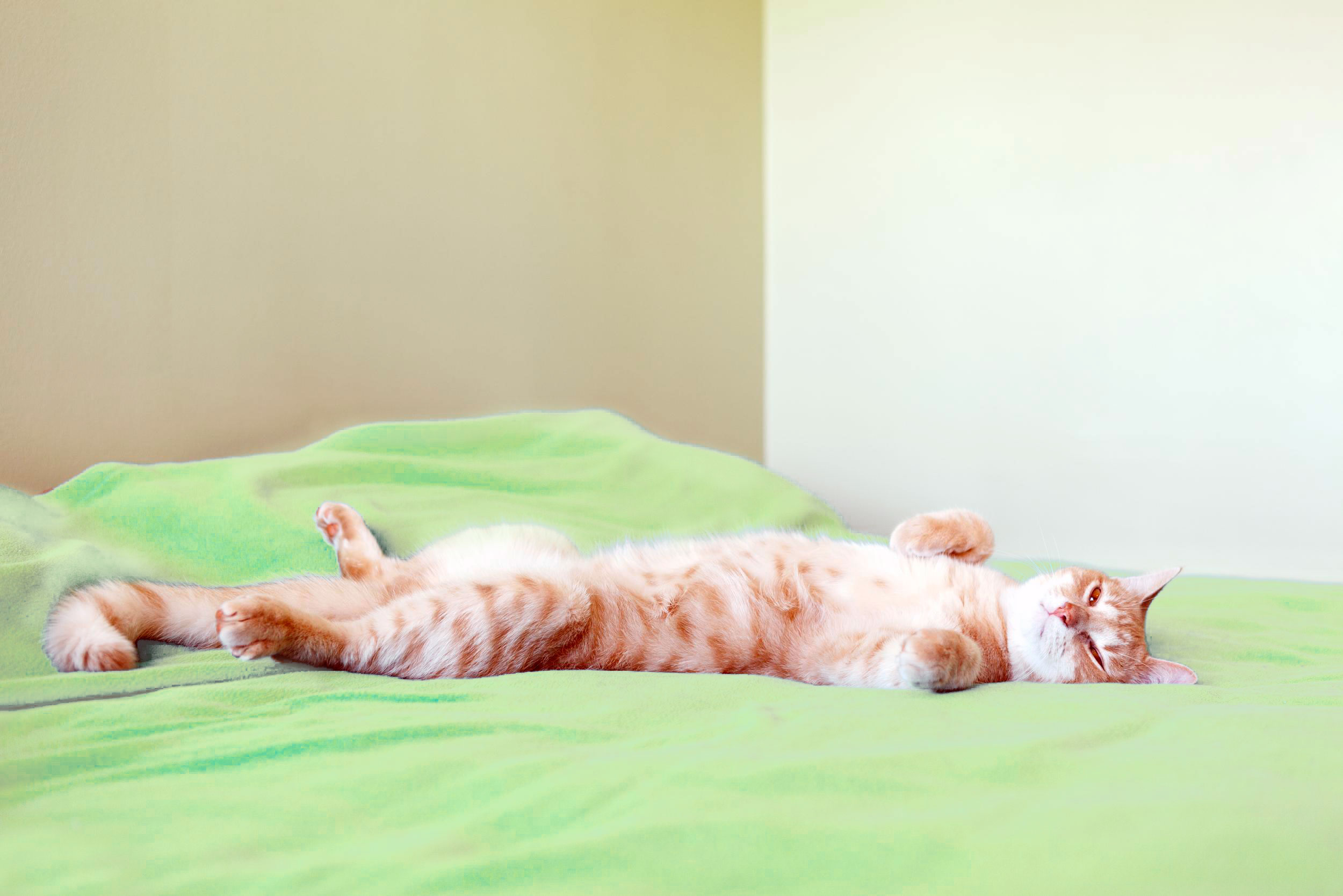Orange Cat on Green Bed