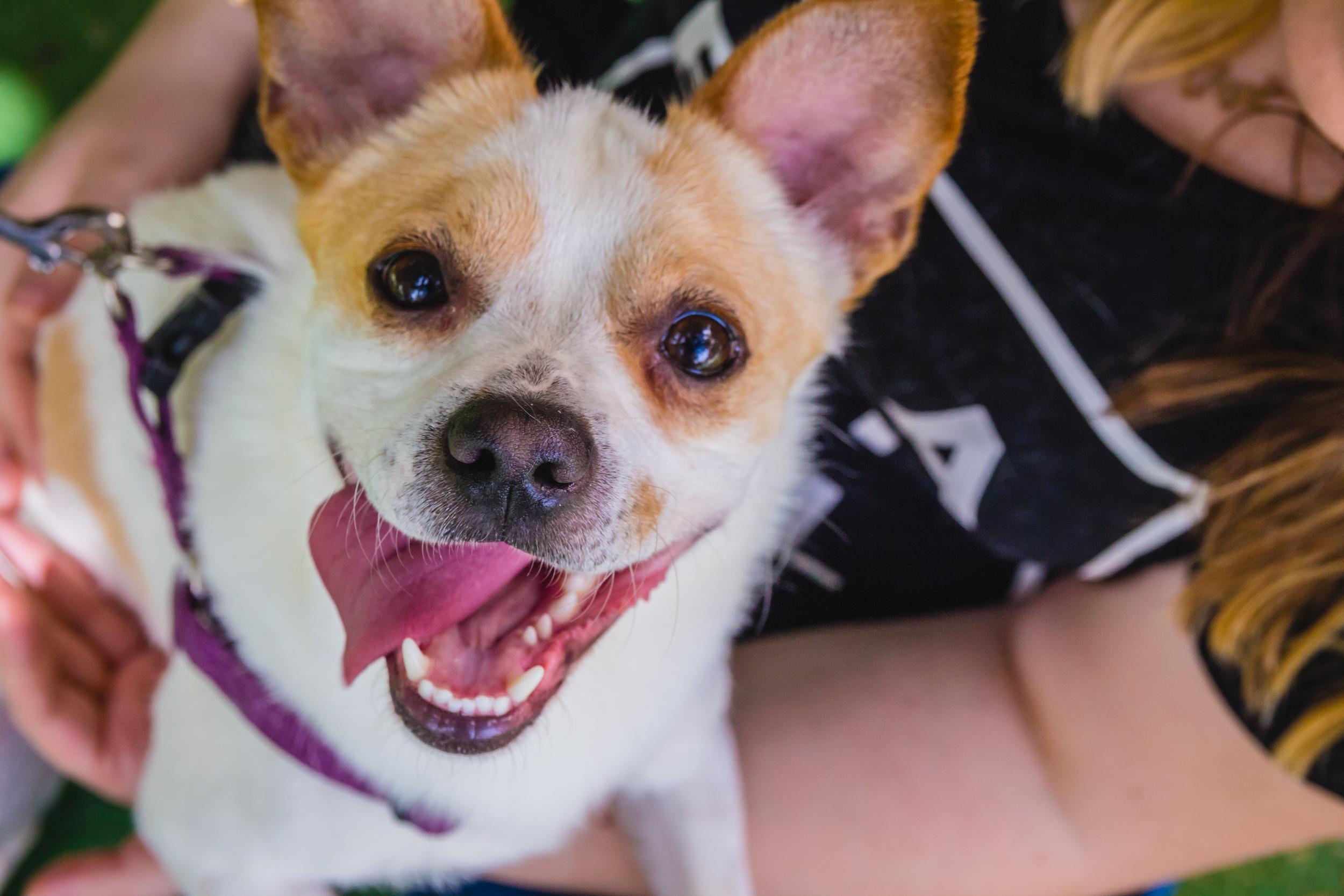 Person Holding Happy Puppy with Tongue Out