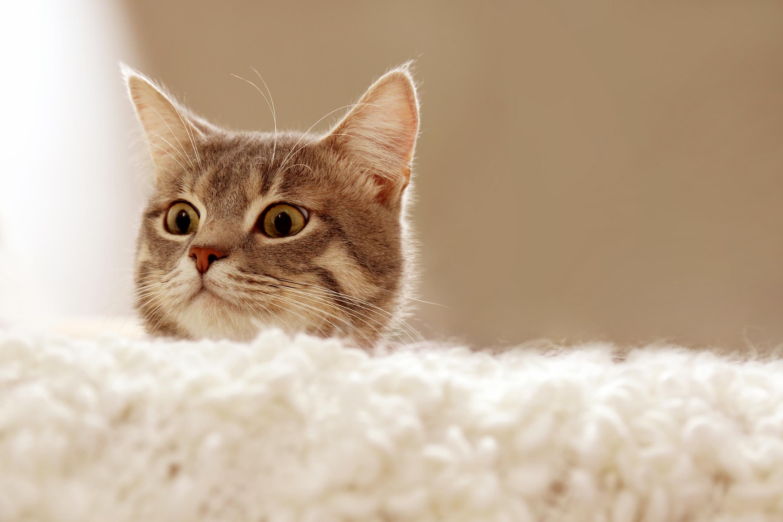 Grey Cat Peeking Over Blanket