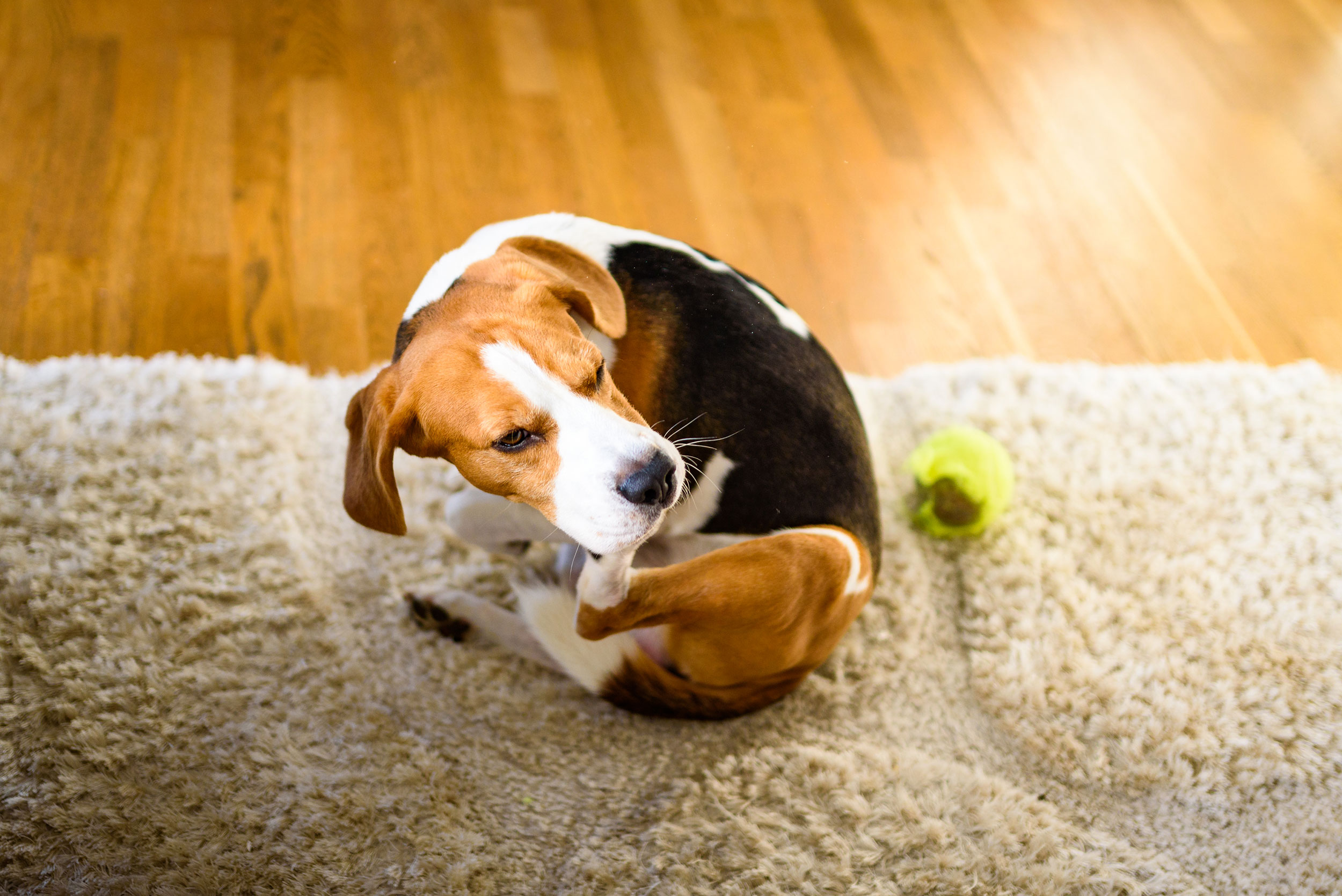 Dog Scratching