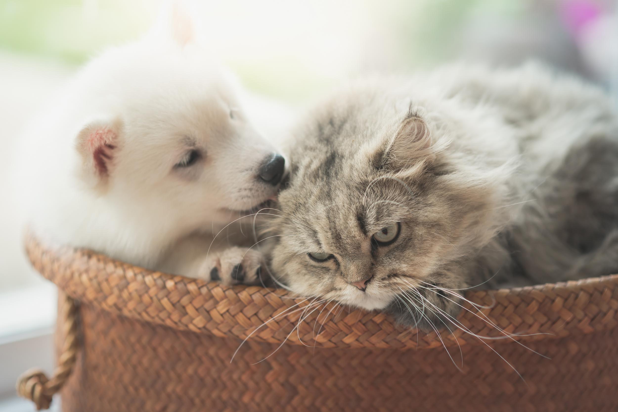 Fluffy Cat and Puppy Laying in Basket Together
