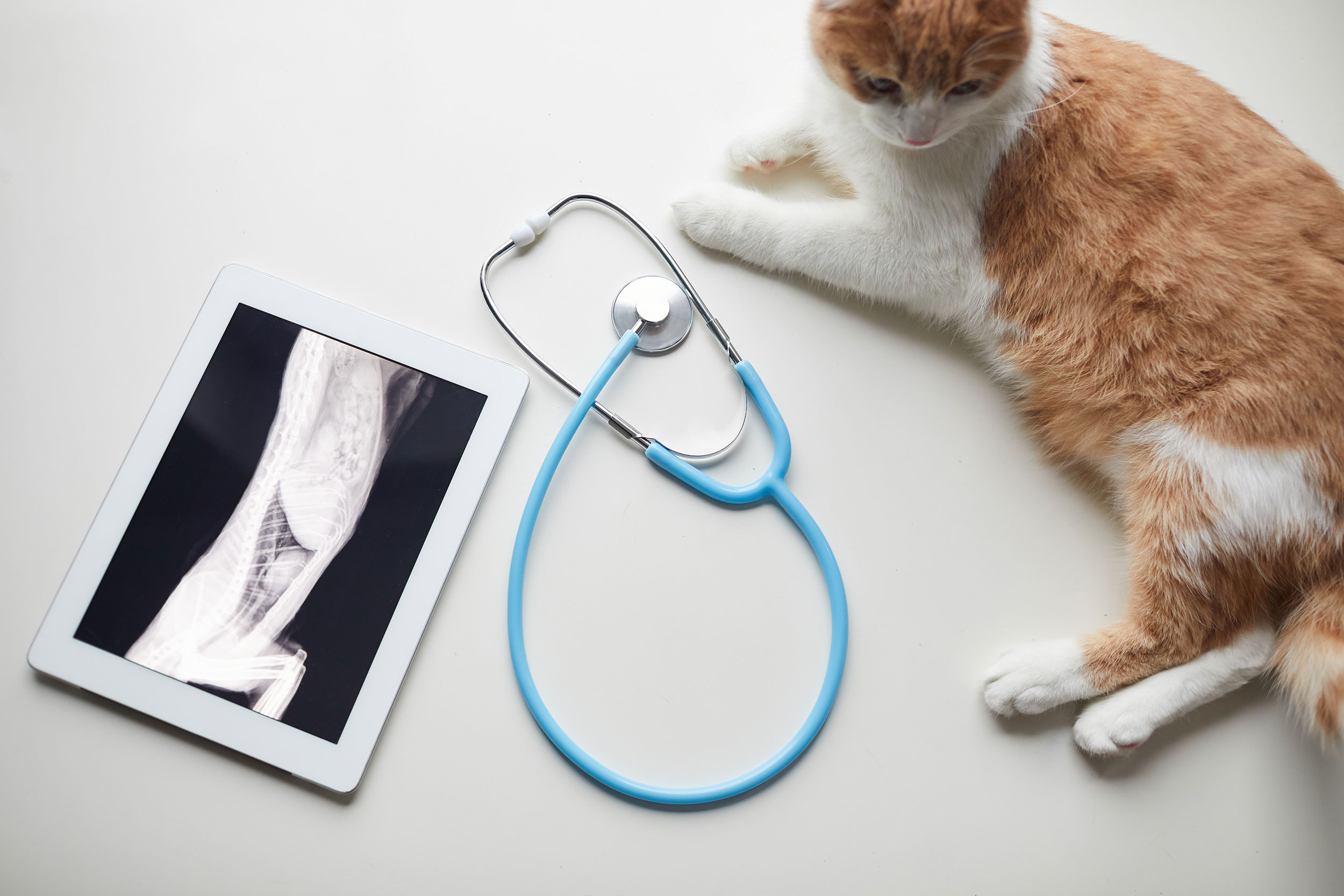 Cat with Stethoscope and Digital X-Ray