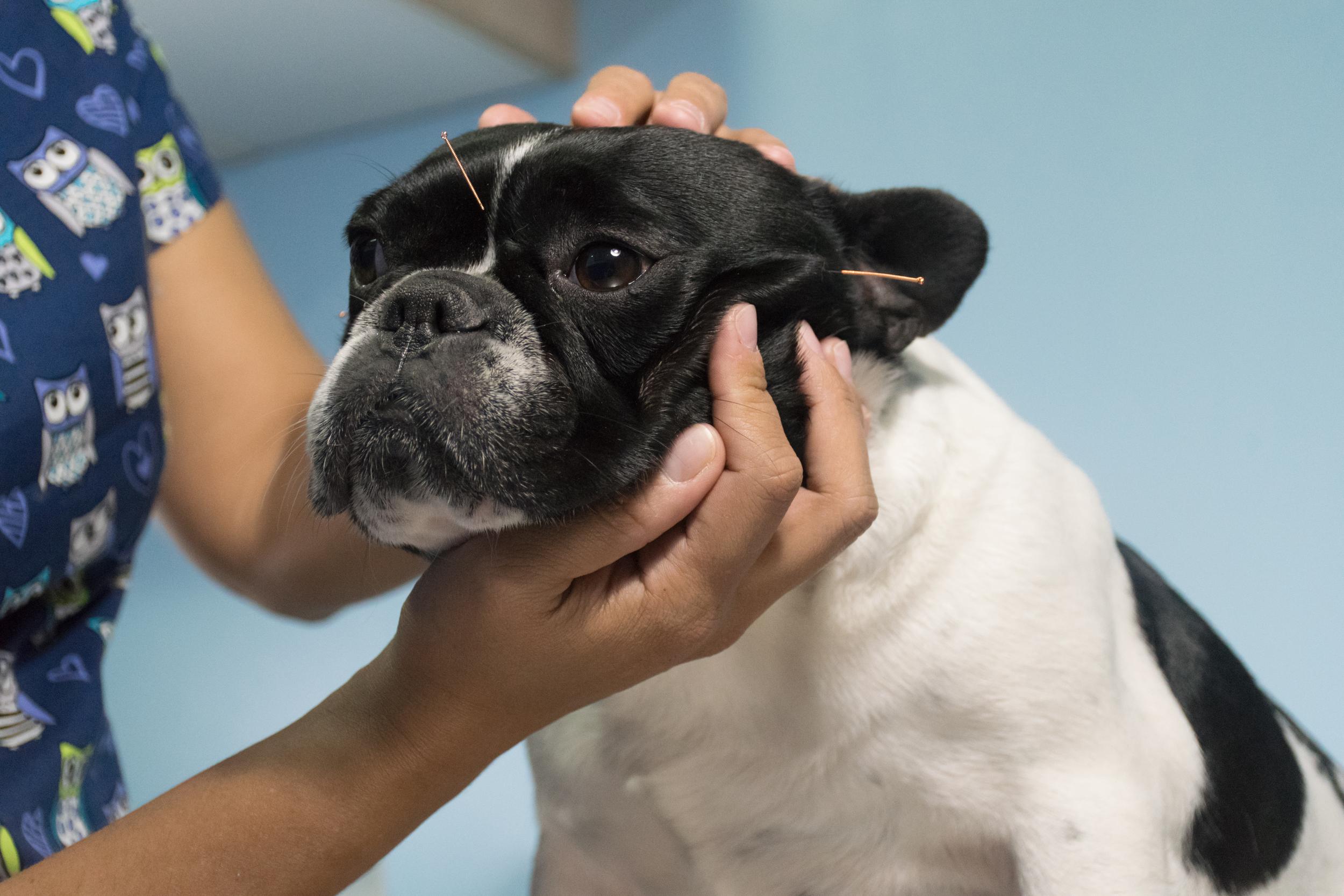 Black and White Dog Getting Acupuncture