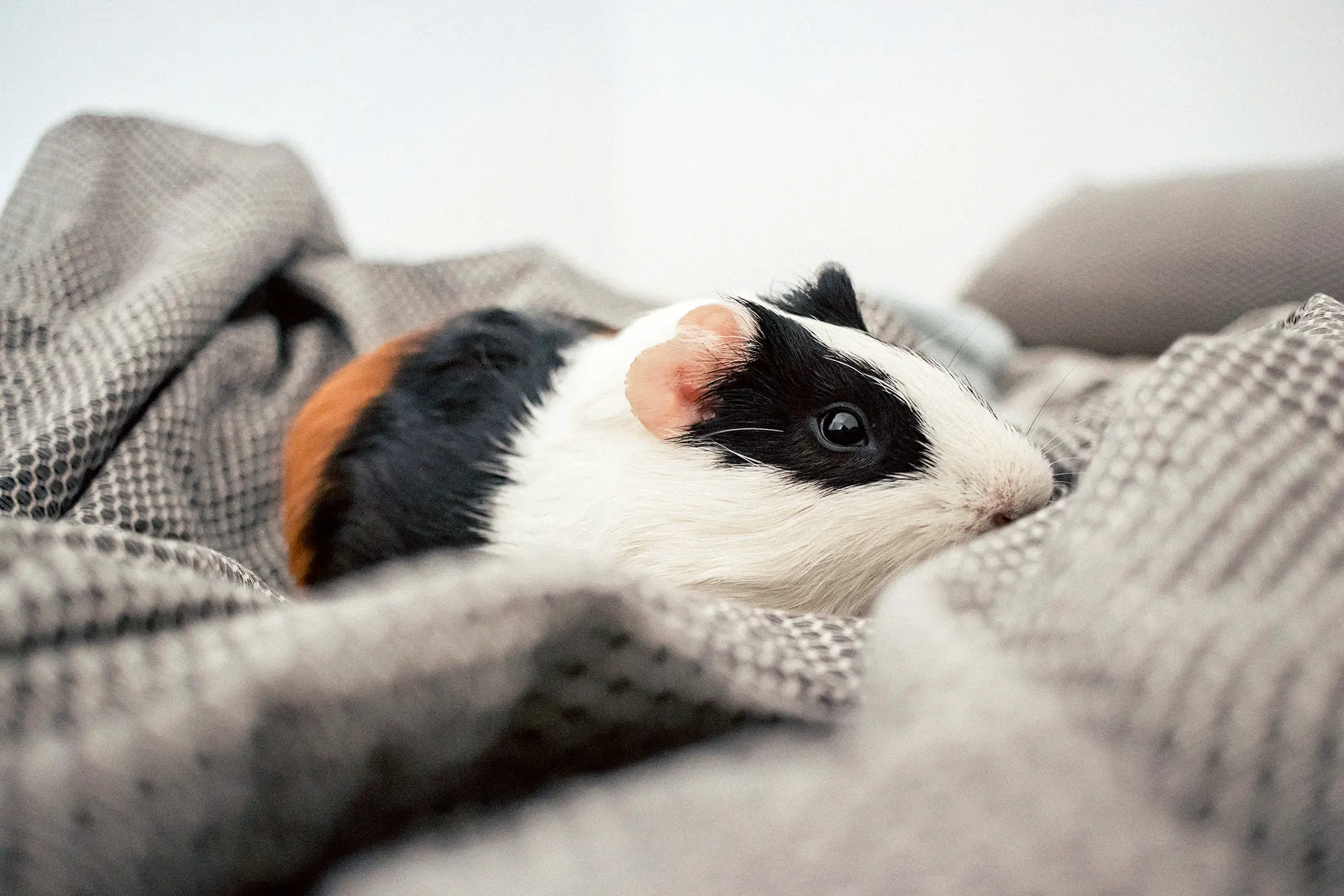 Guinea pig lying on a blanket