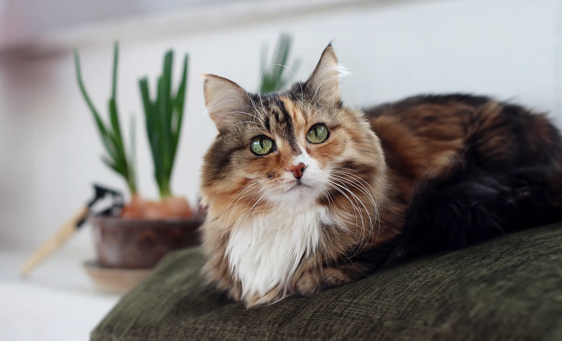 Cat with green eyes