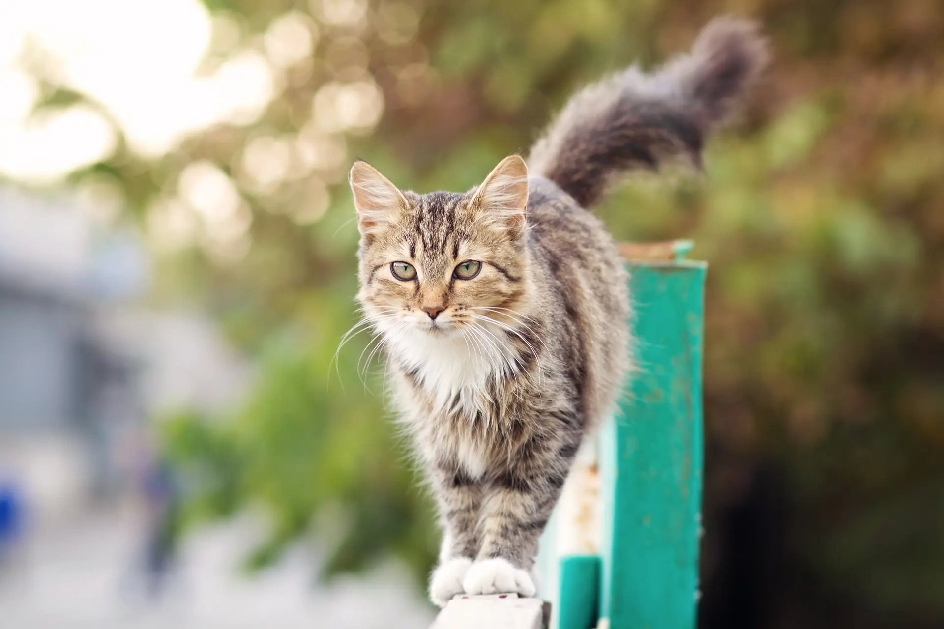 Cat standing on a green fence