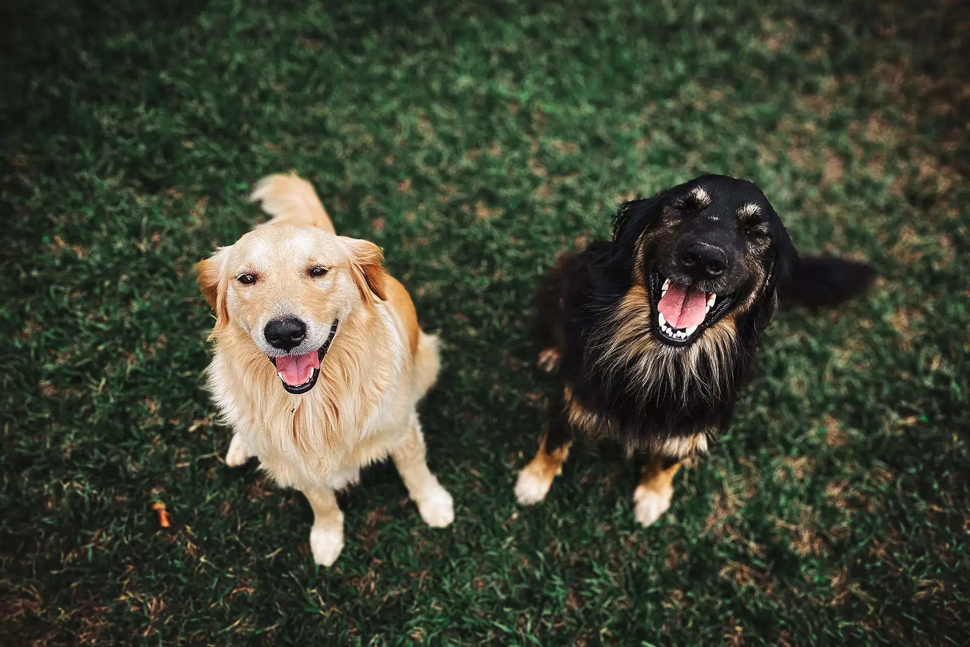 Two happy dogs on a field of grass