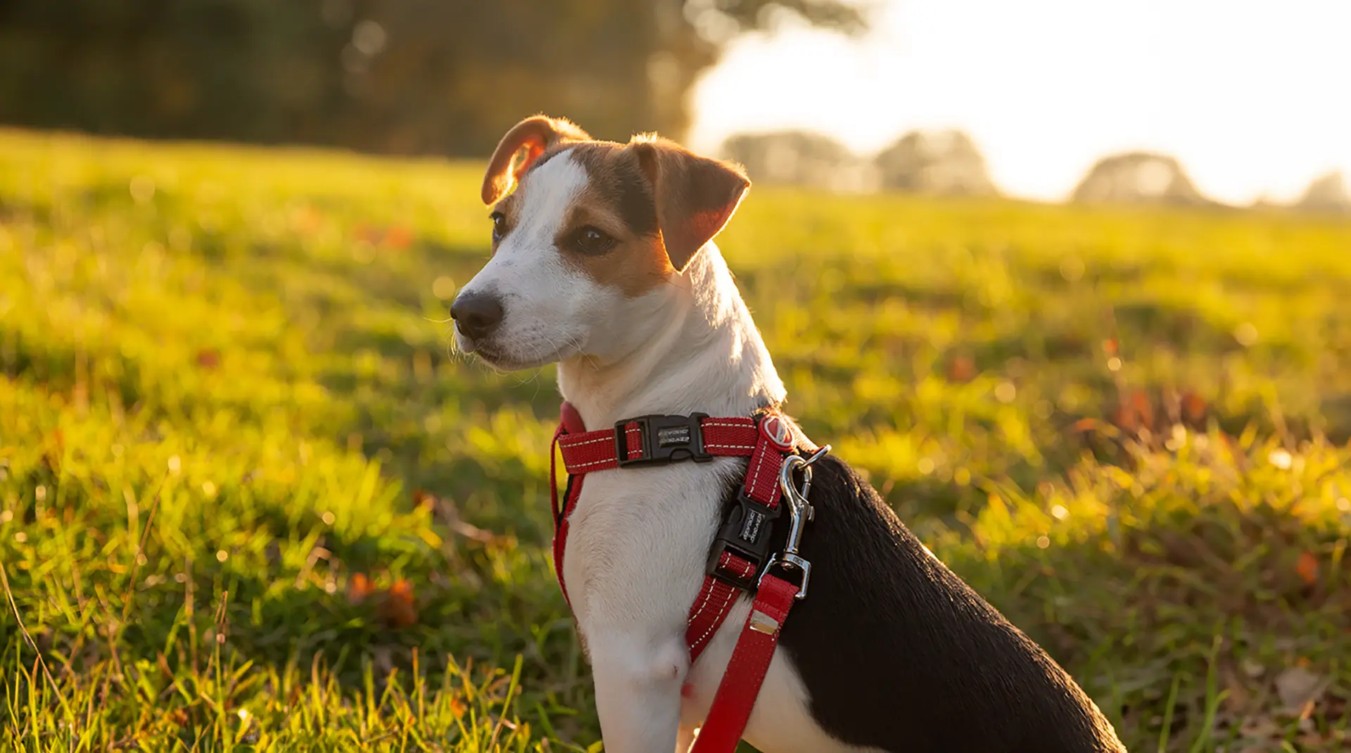 Dog on a field of grass