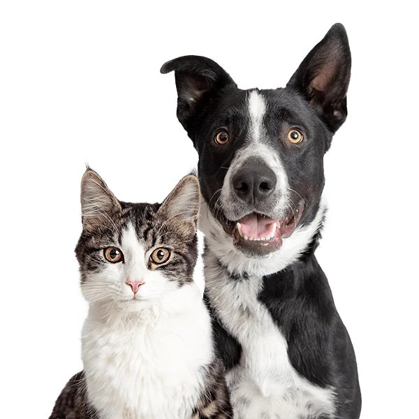 Dog and cat