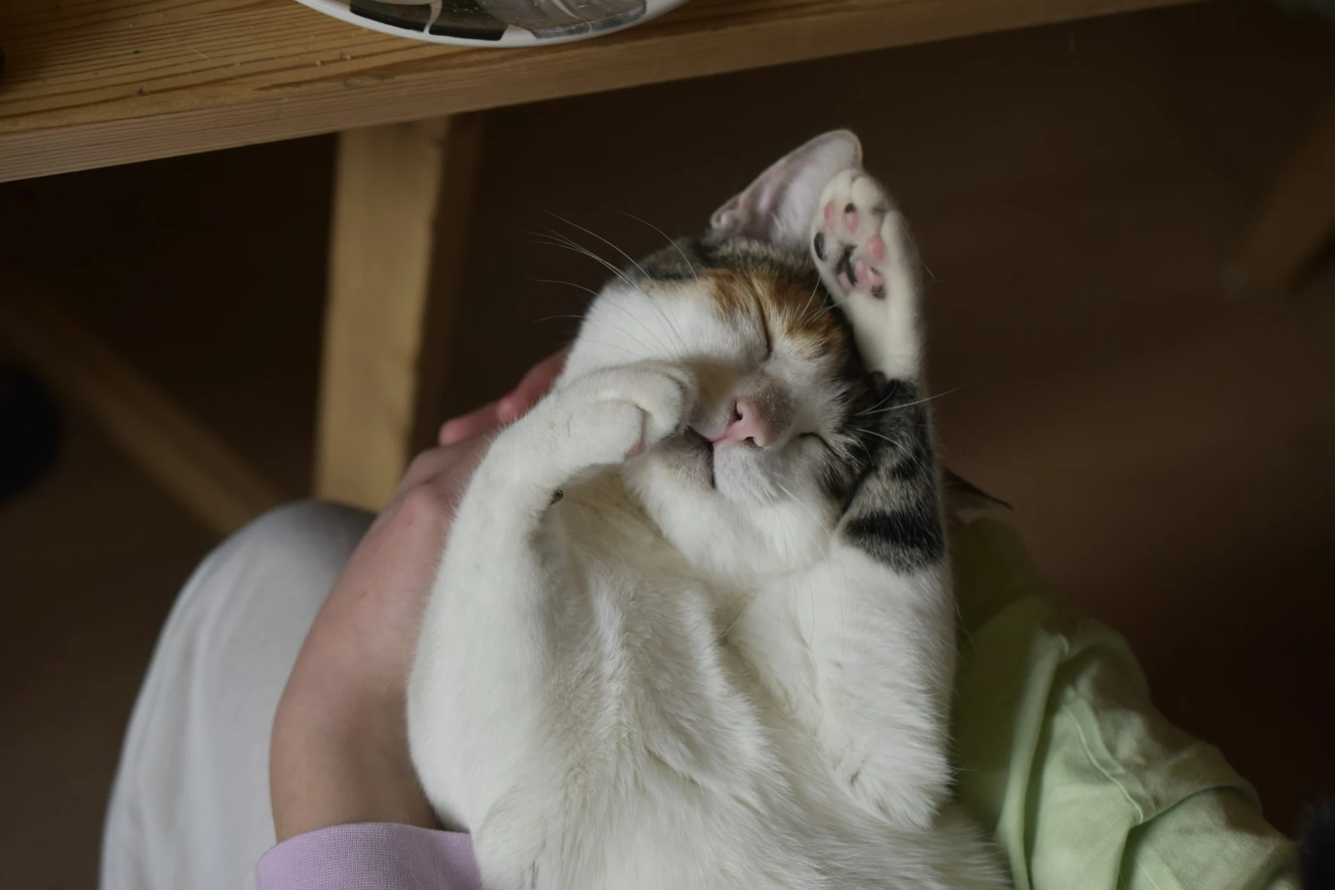 A cat is lying on its back in someone's arms.