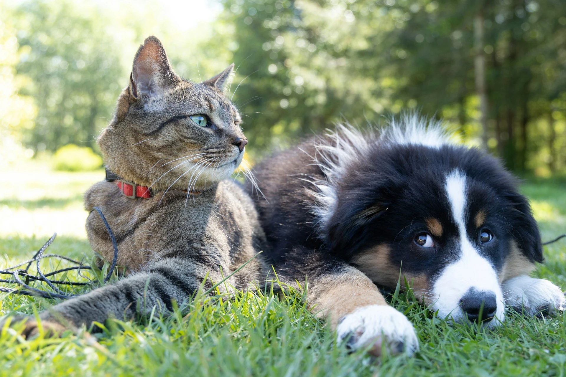 A gray cat and a fluffy black-and-white dog lying together on grass in a sunny outdoor setting.