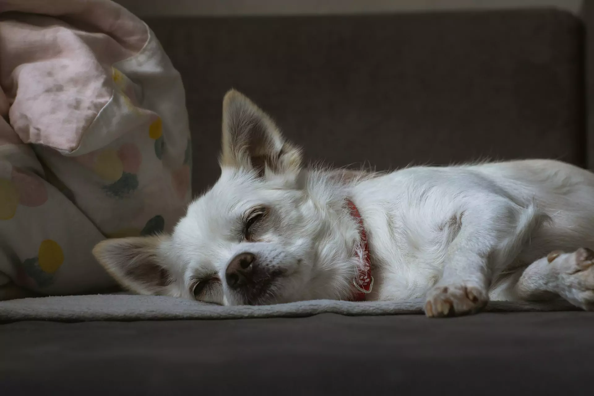 Small white dog with a red collar sleeping on a couch next to a colorful blanket.