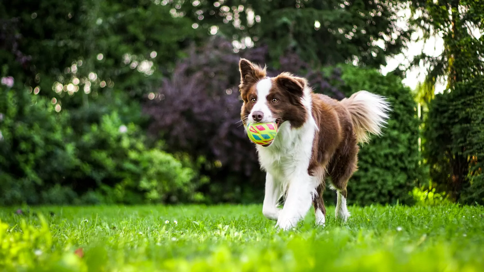 Brown and white Bdog running on grass with a ball in its mouth.