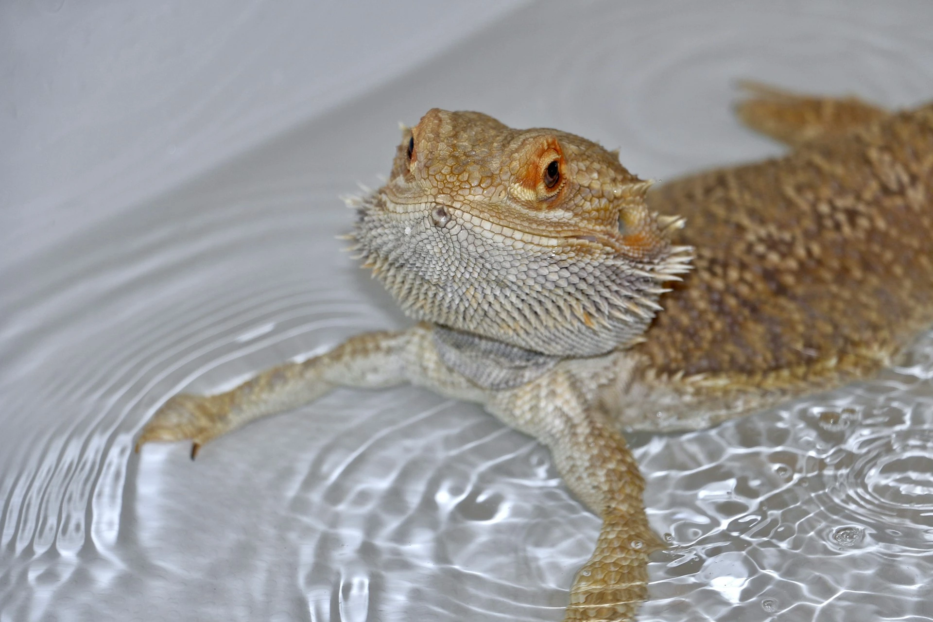 Bearded dragon lizard partially submerged in water.