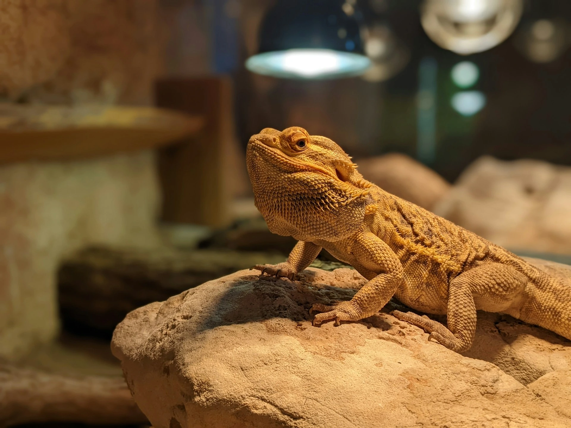 Bearded dragon lizard basking on a rock under a heat lamp in a terrarium.