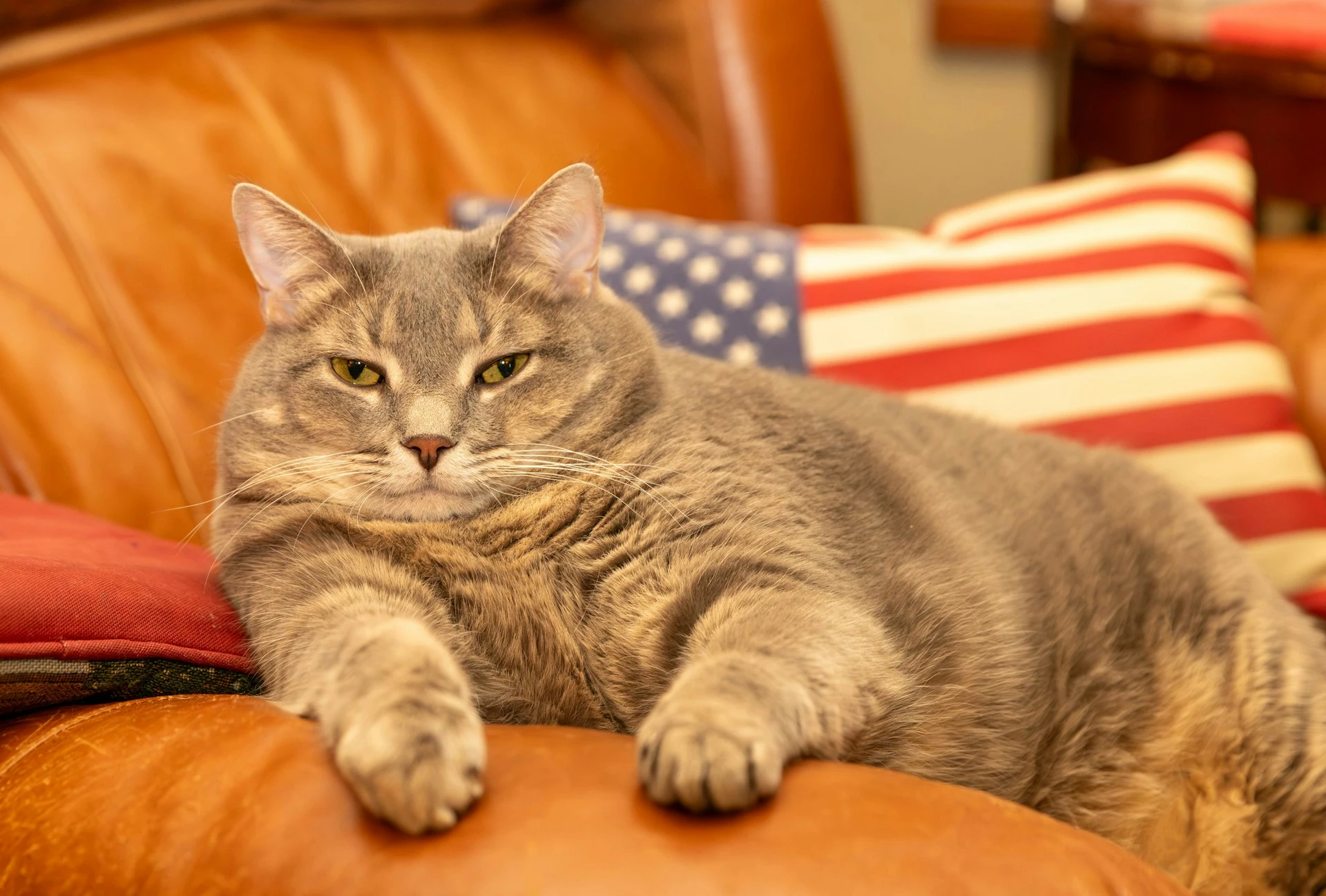 A chubby gray cat lounges on a brown couch, behind is a pillow with an American flag design.