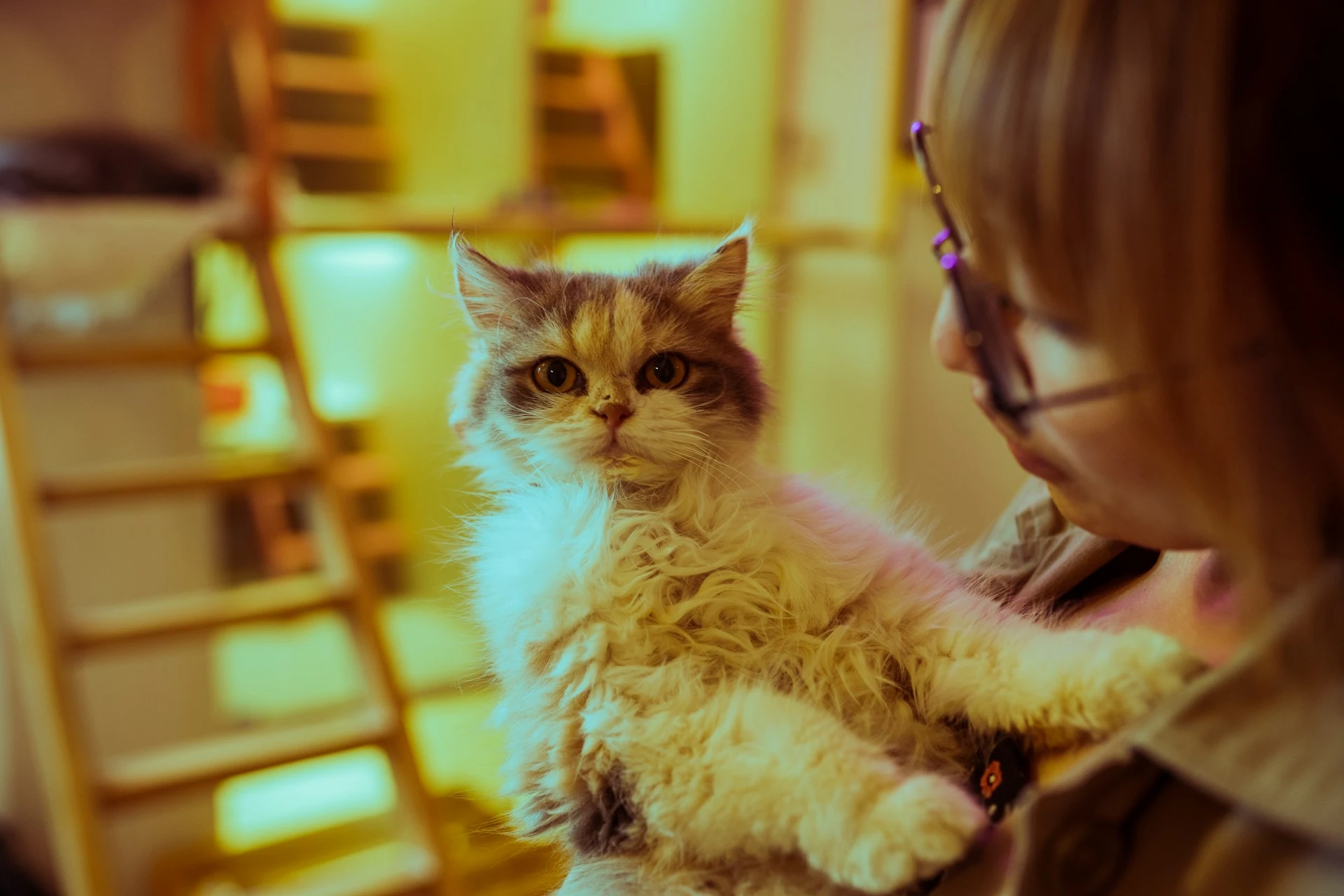 A cat with a mix of white, gray, and orange fur is being held in the arms of a person wearing glasses.