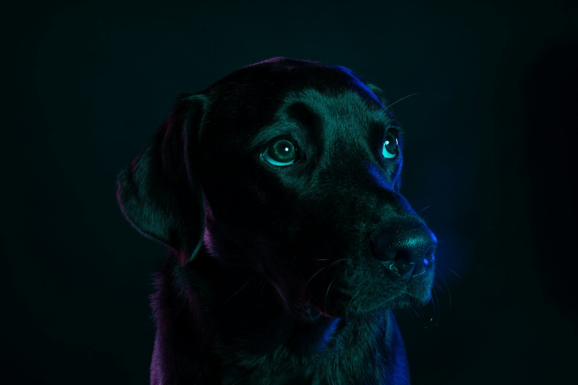 This is a portrait of a black dog, with a blue-green tint of lighting.