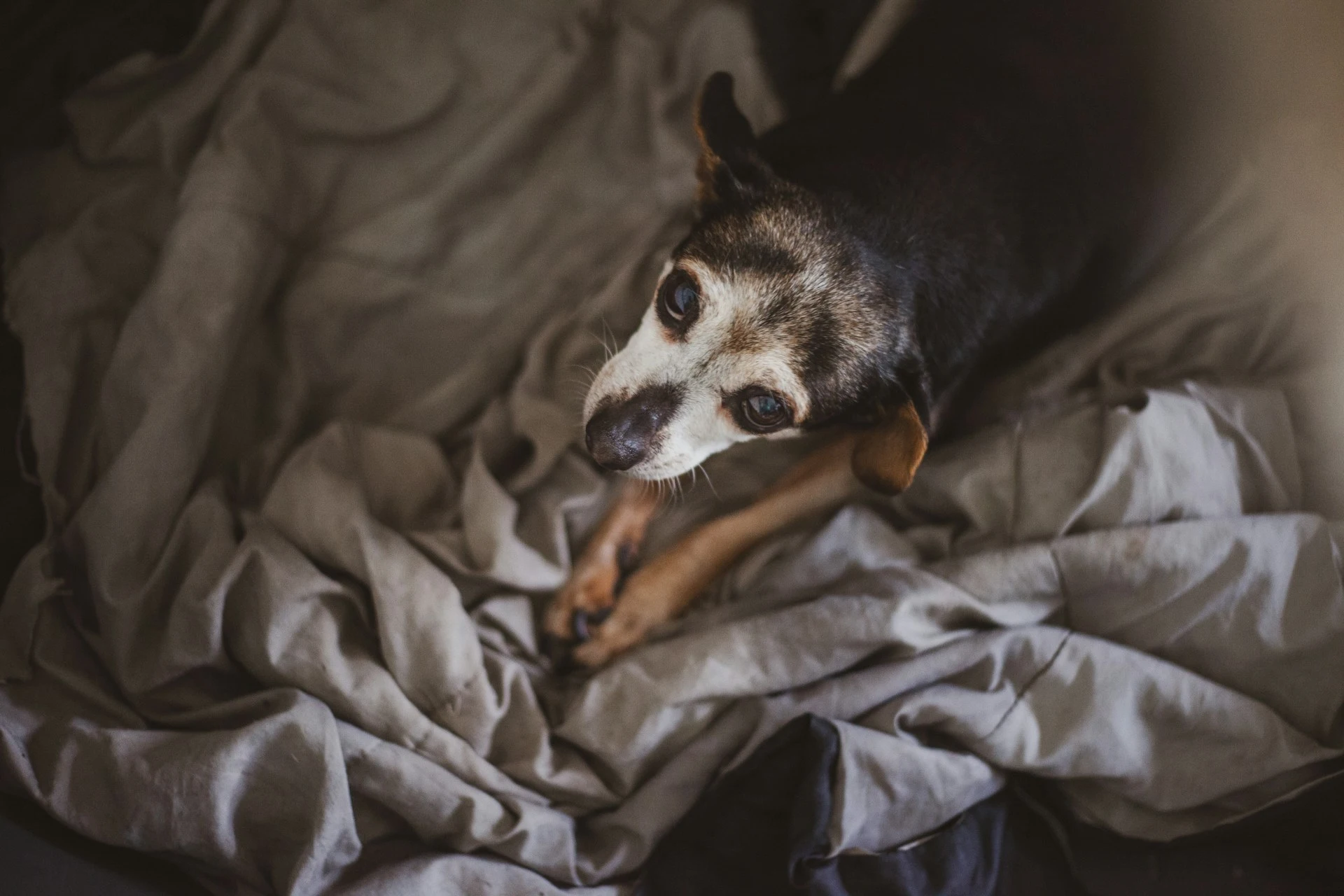 A dog lying on the bed looking up to the camera.