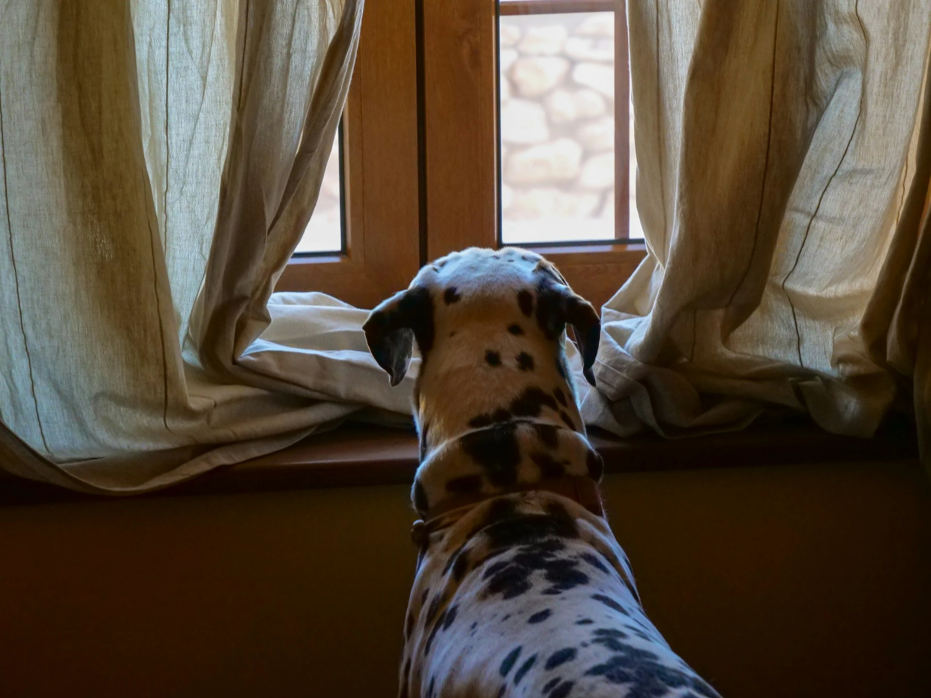 A Dalmatian dog stands and looks out of a wooden-framed window.