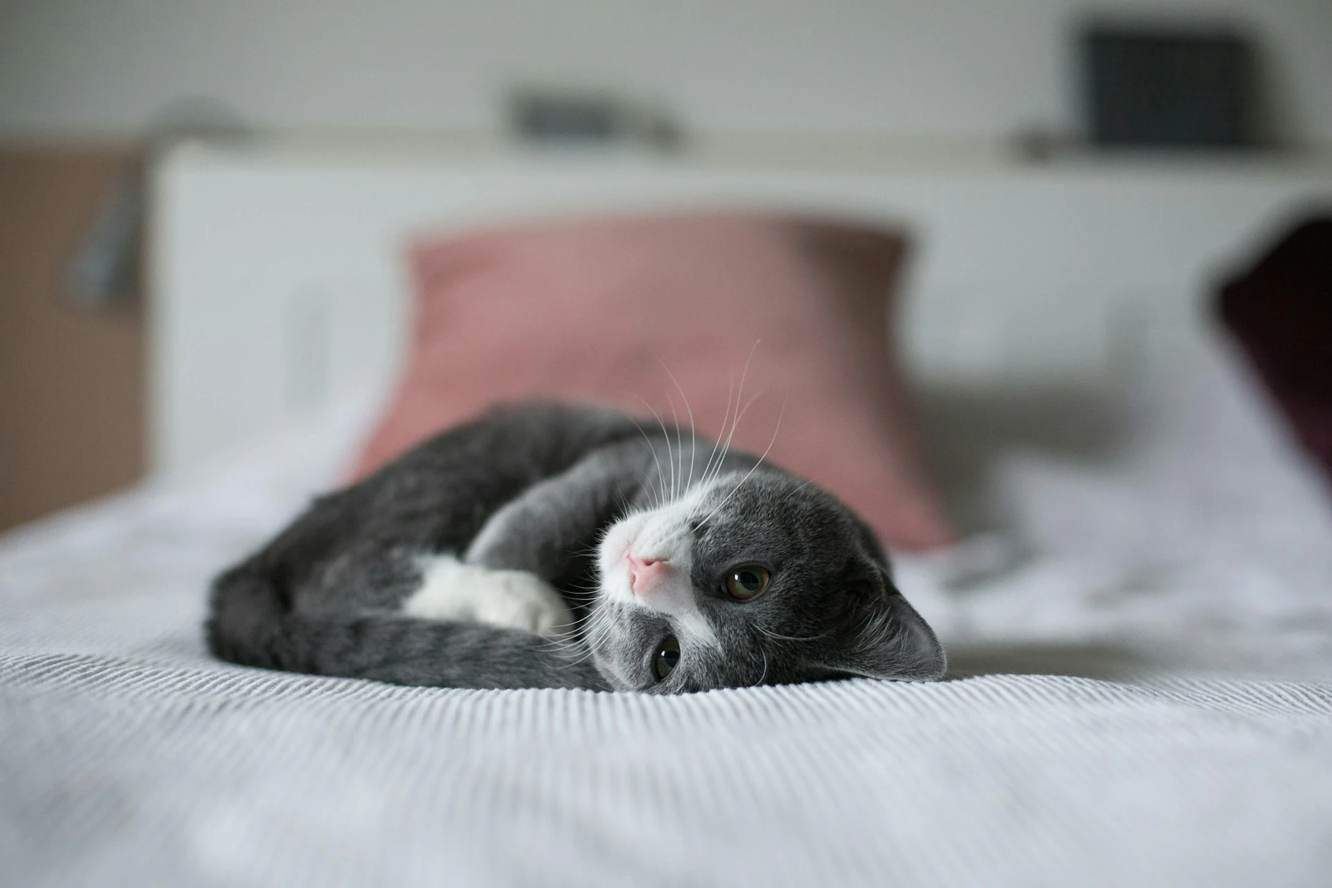 Gray and white cat lying on a bed.