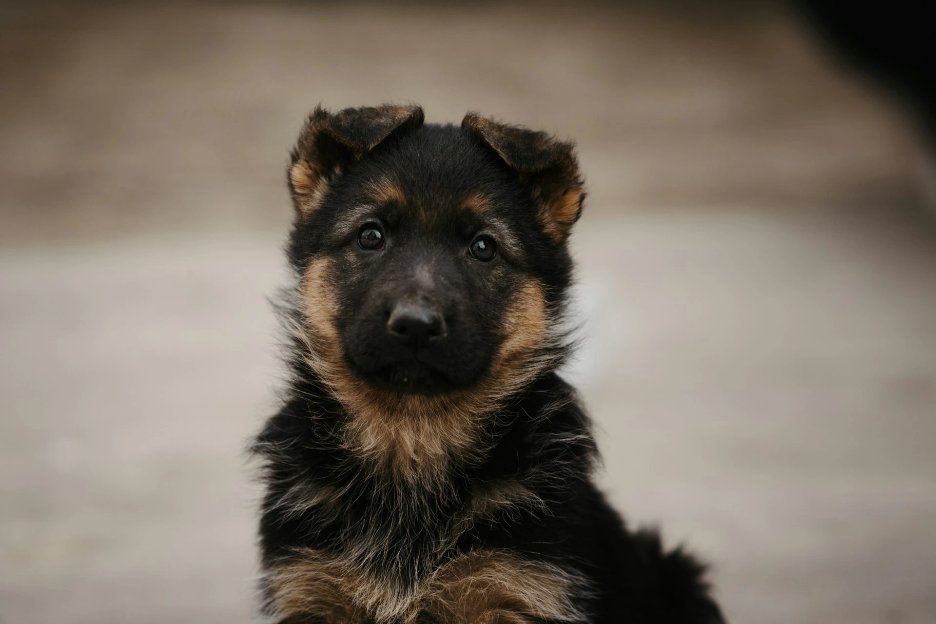 A German Shepherd pup looking at the camera against a blurry background.
