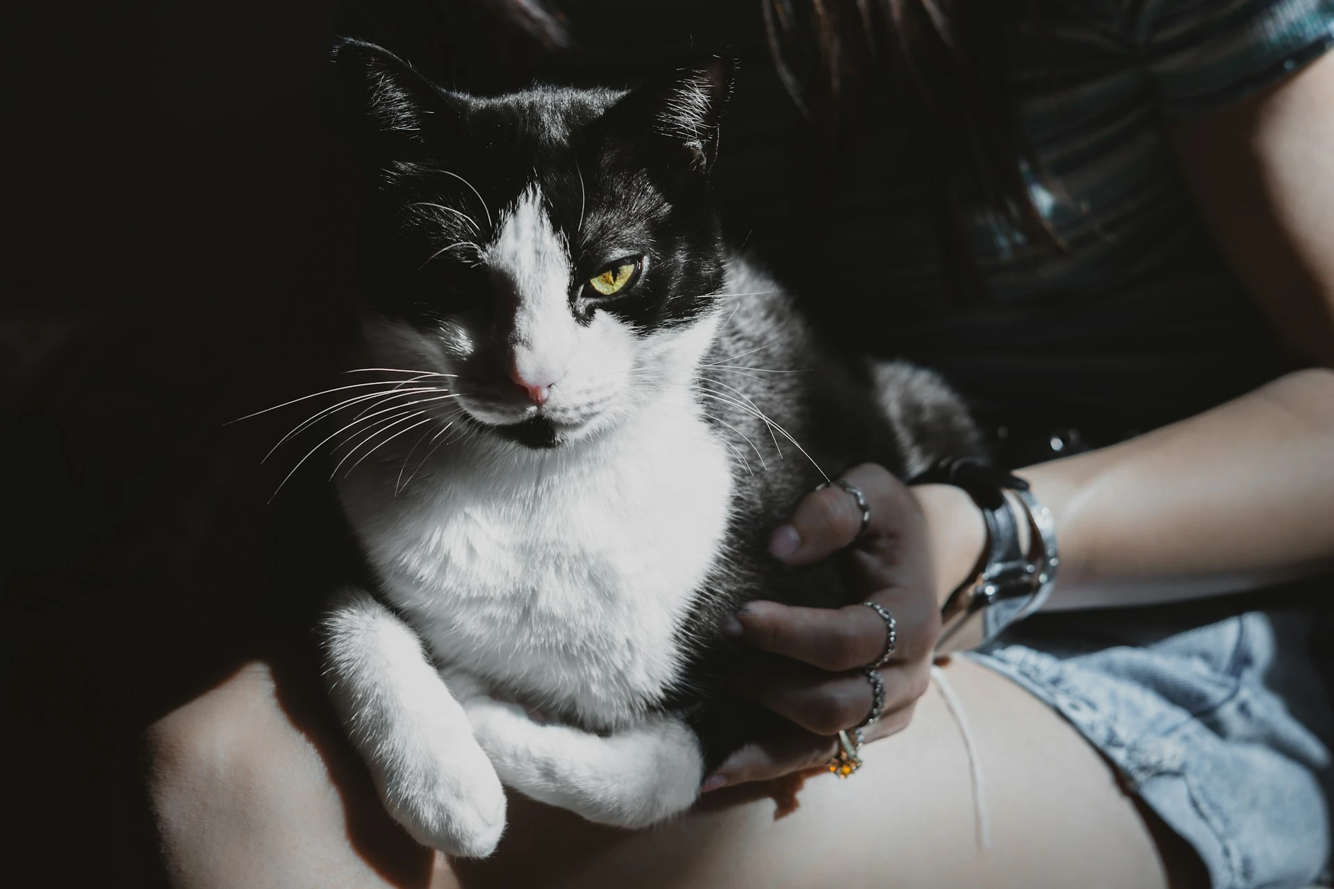 Black and white cat with yellow eyes sitting on a person's lap.