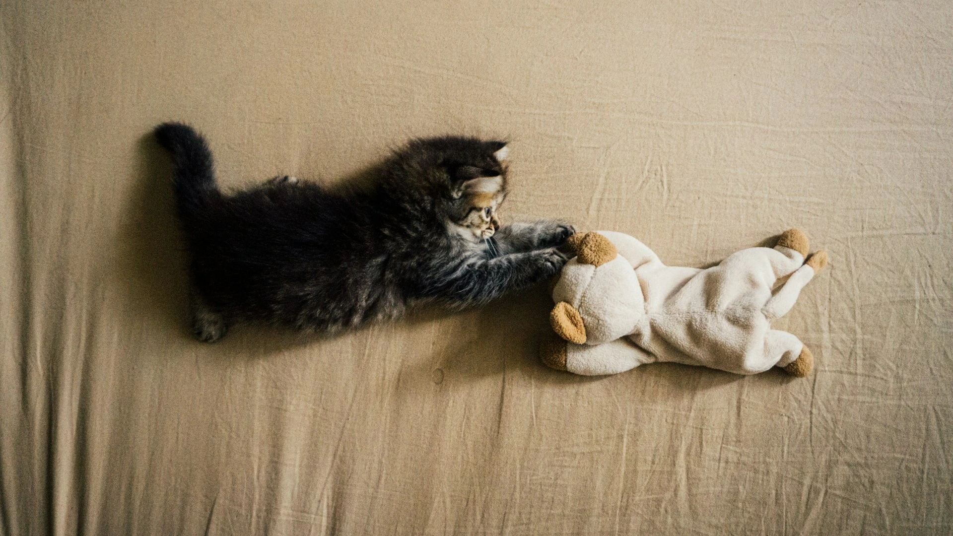 A kitten lying in the bed while playing with a stuffed animal toy.