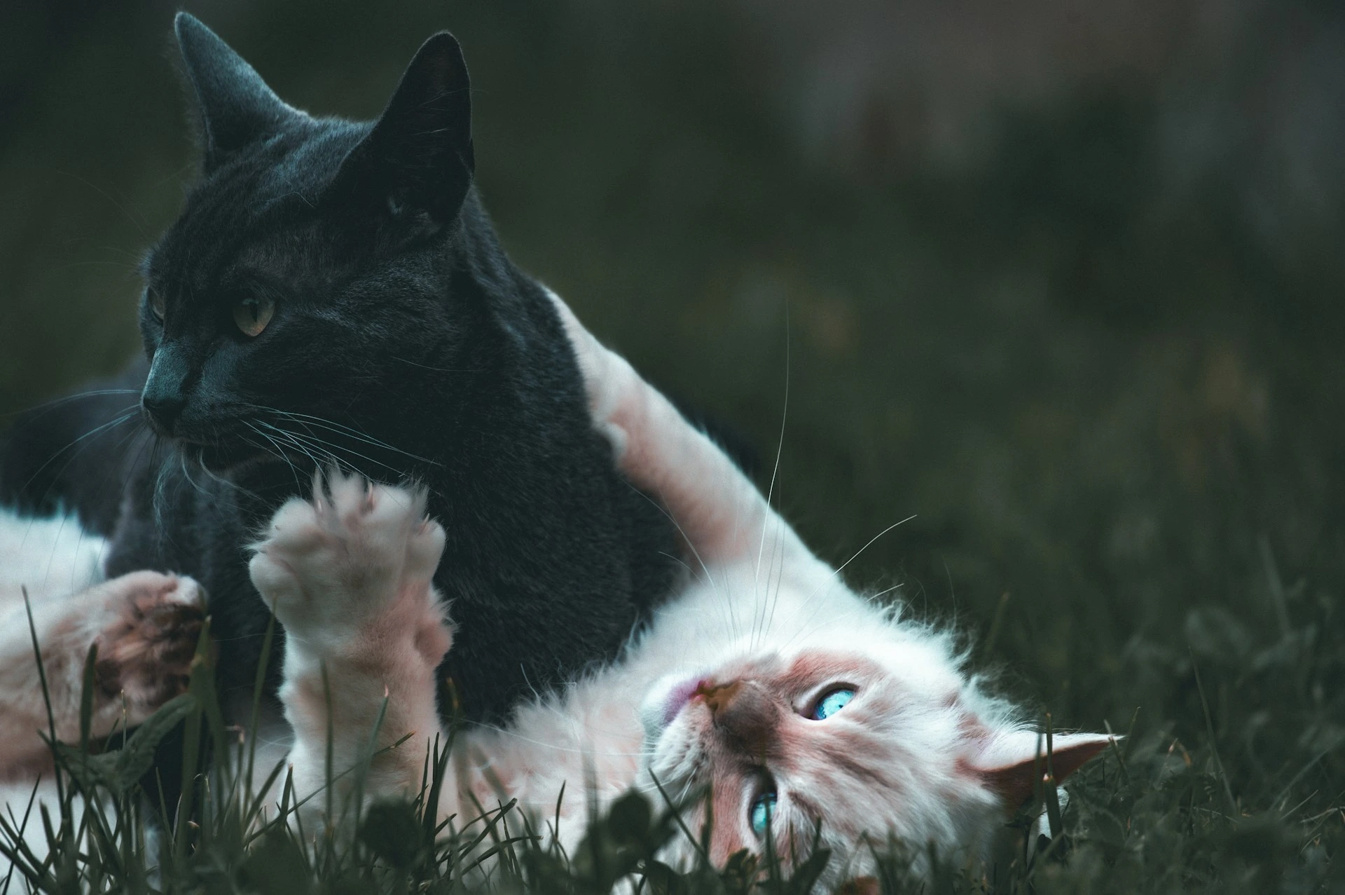 Black and white cats cuddling on grass.