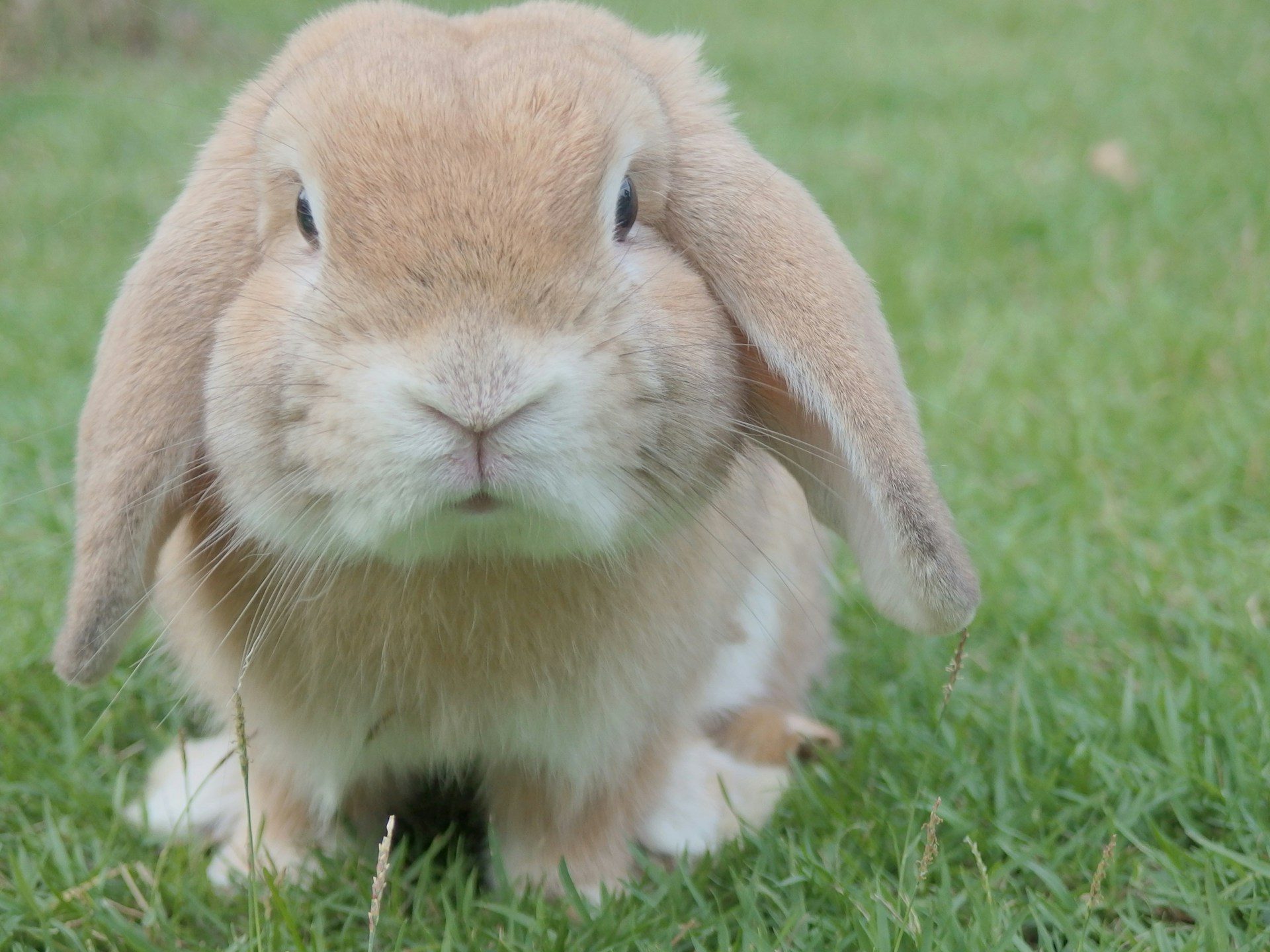 A rabbit sitting in the grass.